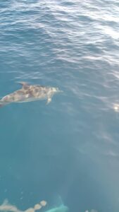 Discovering Dolphins in Cyprus: Your Ultimate Guide to Mediterranean Dolphin Watching