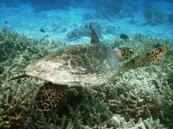 Tailored Private Cruises for an Exclusive Turtle Watching Experience