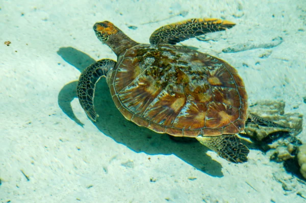 Why Spotting Turtles in Paphos is a Unique Experience