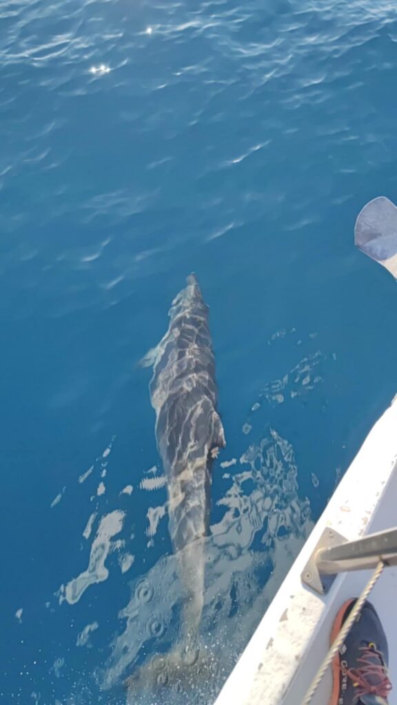 Discovering Dolphins in Cyprus: Your Ultimate Guide to Mediterranean Dolphin Watching